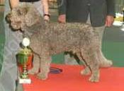 Chico, Spaanse Waterhond reu op de tentoonstelling in Oldenburg waar hij BOB en 2e in rasgroep 8 werd