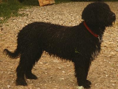 Spaanse Waterhond teef Shira, nat van het zwemmen