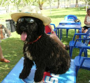 Shira, Spaanse Waterhond teef in Arcos de la Frontera, waar zij mee deed met de werkproeven