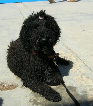 Spaanse Waterhond teef Shira, in afwachting van de volgende proef in Arcos de la Frontera, Andalusi