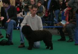 Spaanse Waterhond teef Shira op show, hier in stand