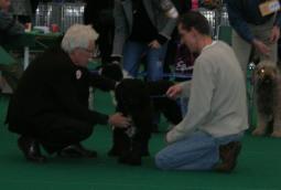 Spaanse Waterhond teef Shira op show, hier komt de keurmeester haar gebit controleren